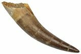 Large, Fossil Plesiosaur (Zarafasaura) Tooth - Morocco #344246-1